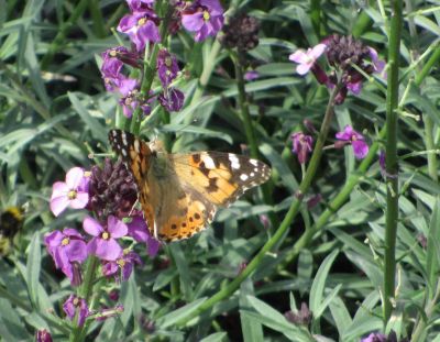 Painted Lady Butterfly